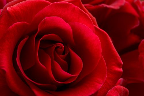 Czerwone róże prezentowane kobietom w Katalonii symbolizowały krew smoka pokonanego przez św. Jerzego.