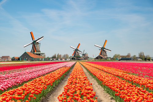 Niderlandy; Królestwo Niderlandów, Holendrzy kultywują rodzime dialekty, zamorskie terytoria, kraj w Europie zachodniej